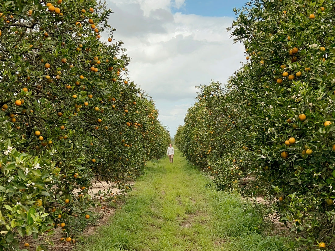 ted-orange-blossom-groves-savannah-bee-company