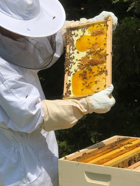 Beekeeper holding a frame filled with bees and honey.