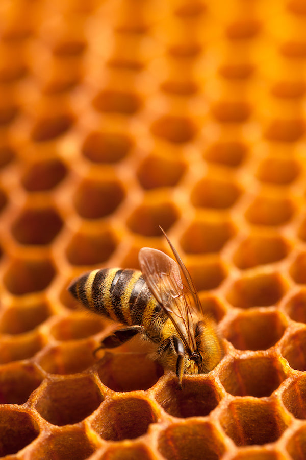 Honey Bee Honey 