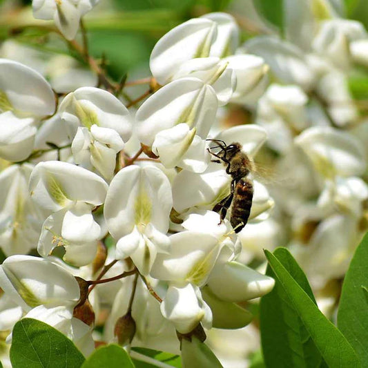 Honeybee on acacia bloom
