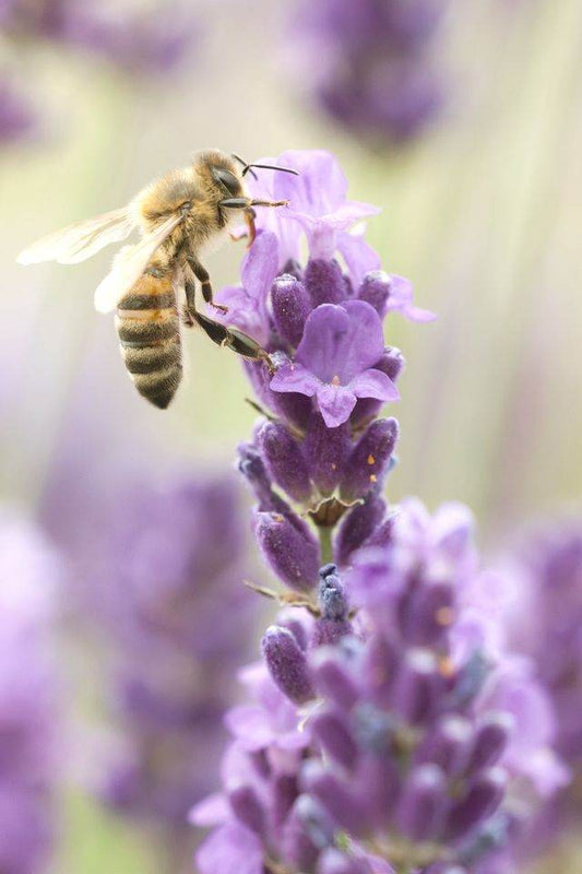 Bee pollinating a lavender bloom.
