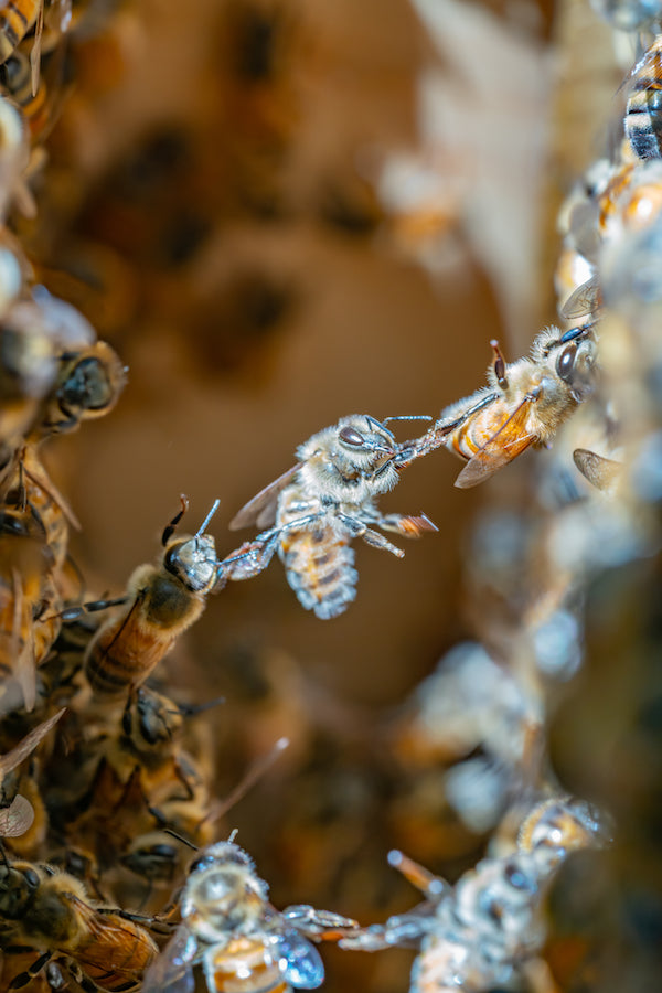 festooning-bees-1