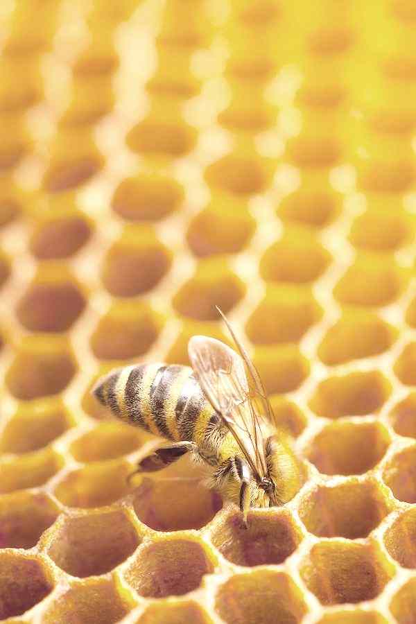 Join the Hive & Sweeten Every Order