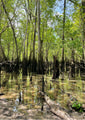 Tupelo trees in the tupelo swamp.