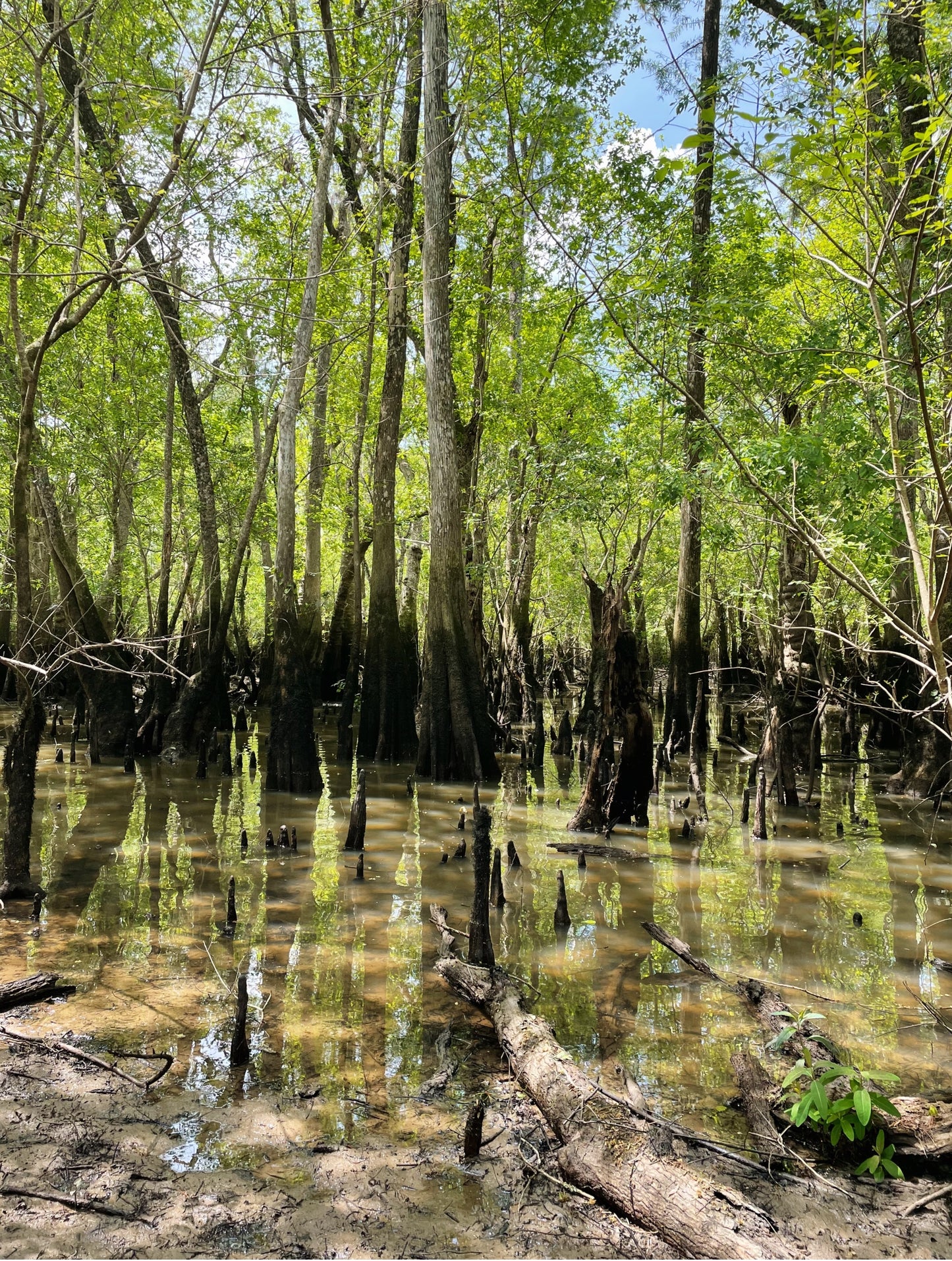 Tupelo trees in the tupelo swamp.
