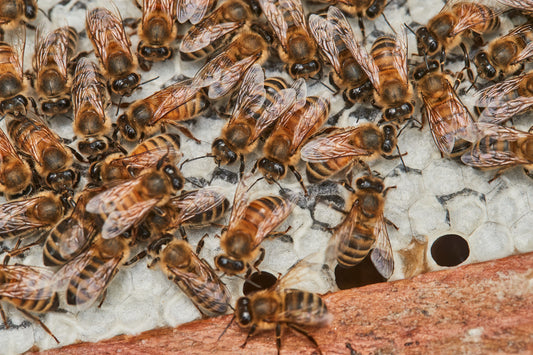 honey-bees-honeybees-how-to-help-save-the-bee-facts-savannah-bee-company
