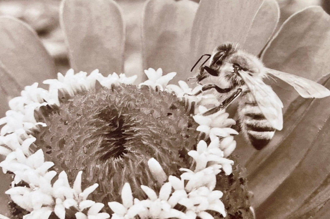 royalty-rewards-program-honeybee-savannah-bee-company
