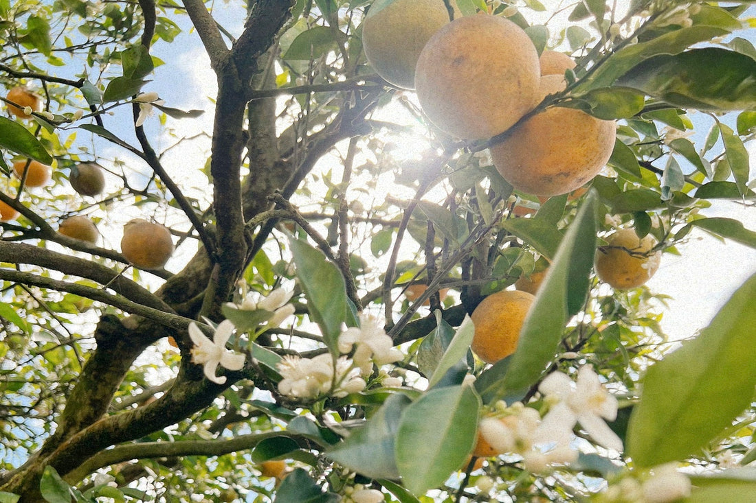 orange-blossom-grove-honey-savannah-bee-company
