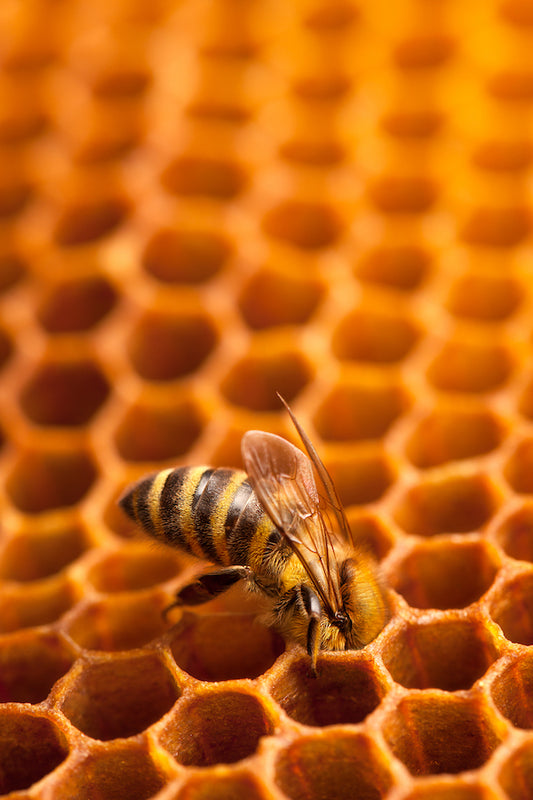https://savannahbee.com/cdn/shop/articles/bee-on-honeycomb-savannah-bee-company_1.jpg?v=1689360136&width=533