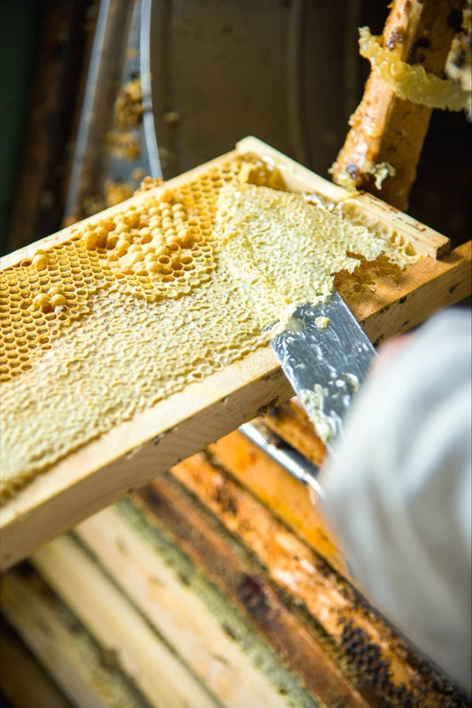 beeswax-uncapping