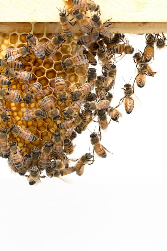 Bees festooning on a piece of honeycomb.