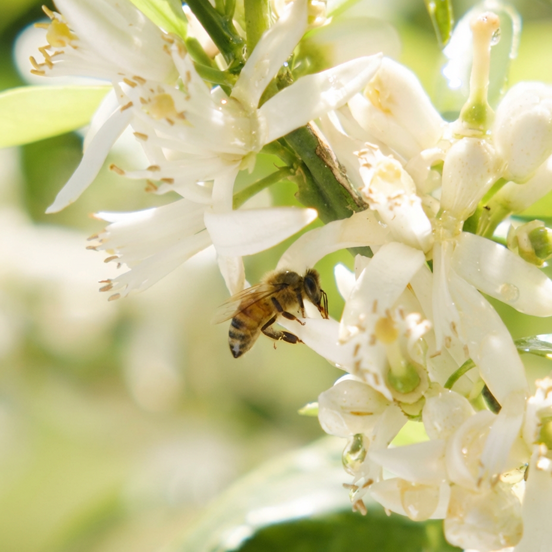 Monofloral Honey Guide