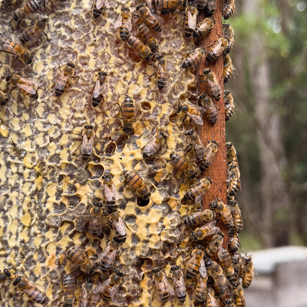 Bees Shp Why Bees Matter: Pollinators, Habitats & More | Savannah Bee Company